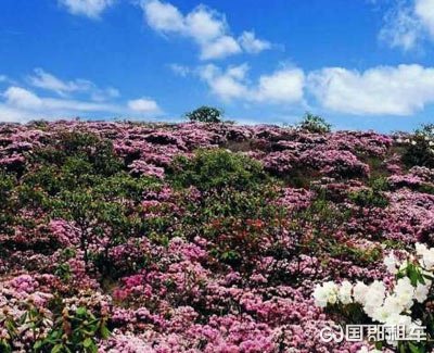 索玛花海